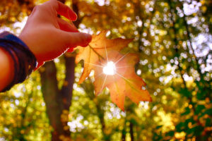 I Love Autumn. Close Up Shot Of Hand Holding Yellow Leaf.